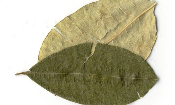 25547ab55219477cbc9de5df1f1bc478